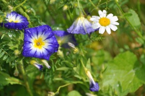 Flowers from the gardens Flowers from the gardens