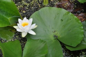 Lily from the gardens Lily from the gardens