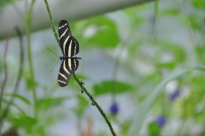 Butterfly from the Gardens Butterfly from the Gardens